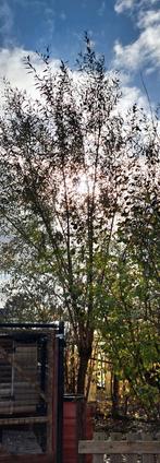 Wilgenpoot, Ophalen, Overige soorten, 400 cm of meer