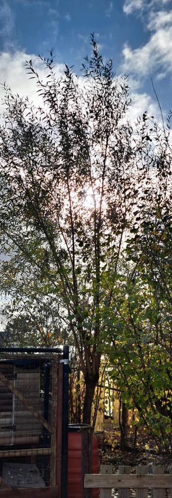 Wilgenpoot, Tuin en Terras, Planten | Bomen, Overige soorten, 400 cm of meer, Ophalen