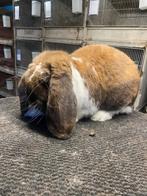 Franse hangoor konijn, Hangoor