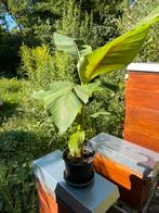 Nog enkele mooie bananenplanten, Tuin en Terras, Ophalen