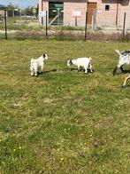 3 geiten (V), Dieren en Toebehoren, Schapen, Geiten en Varkens, Vrouwelijk, Geit, 0 tot 2 jaar