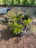 Rhododendron GRATIS op te halen (10 stuks - 2 soorten), Tuin en Terras, Planten | Tuinplanten, Ophalen of Verzenden