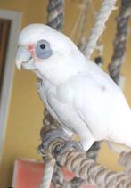 Cacatoes a œil nu, Mâle, Perroquet, Bagué