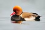 Krooneenden, Dieren en Toebehoren, Pluimvee, Meerdere dieren, Eend