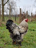 Brahma haan, Dieren en Toebehoren, Pluimvee, Mannelijk, Kip