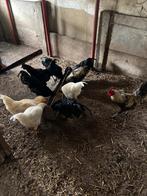 8 hanen, Dieren en Toebehoren, Pluimvee