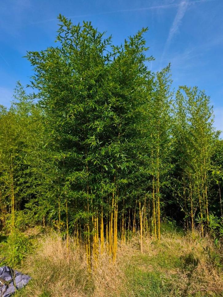 Bamboe PHYLLOSTACHYS aureosulcata Spectabilis per stengel, Tuin en Terras, Planten | Struiken en Hagen, Haag, Bamboe, 250 cm of meer