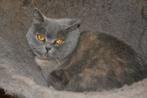 brits korthaar kater, Dieren en Toebehoren, Katten en Kittens | Raskatten | Korthaar, Poes, Gechipt, 3 tot 5 jaar