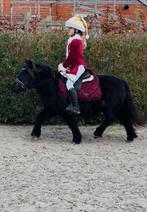 Super lieve bereden shetlander merrie, 11 ans ou plus, Avec pedigree, Débourré, Poney de récréation