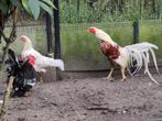 Yokohama groothoen haan met hen, Dieren en Toebehoren, Pluimvee, Meerdere dieren, Kip