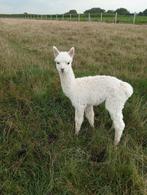 Te koop mooie alpaca hengst met goede stamboom, Dieren en Toebehoren, Mannelijk