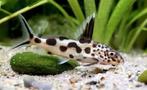 5x Synodontis multipunctatus - Koekoeksmeerval, Dieren en Toebehoren, Vis, Zoetwatervis, Schoolvis