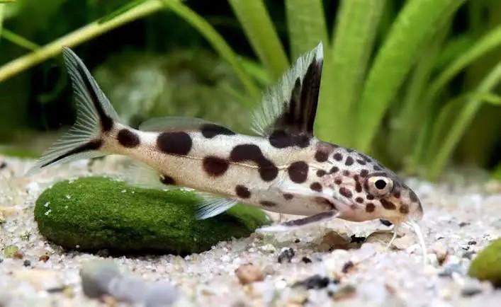 5x Synodontis multipunctatus - Koekoeksmeerval, Dieren en Toebehoren, Vissen | Aquariumvissen, Zoetwatervis, Vis, Schoolvis