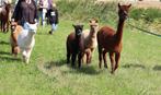 Halster- en wandelmakke Alpaca veulens van 2023, Meerdere dieren