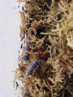 Ardentiella (ex Merulanella) sintelbij, Meerdere dieren