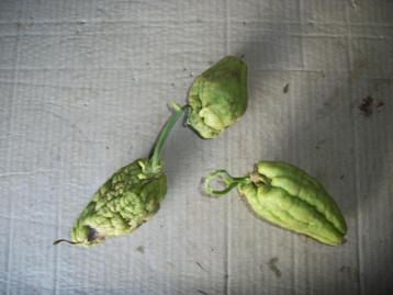 Chayote vrucht beschikbaar voor biedingen