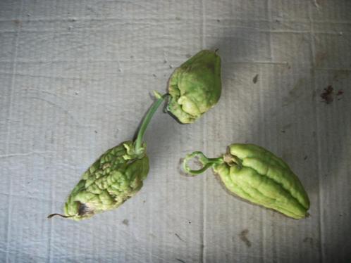 Chayote vrucht, Tuin en Terras, Planten | Fruitbomen, Overige soorten, Ophalen