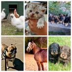 Hondenuitlaatservice / Dierenoppas: honden katten paarden &, Dieren en Toebehoren