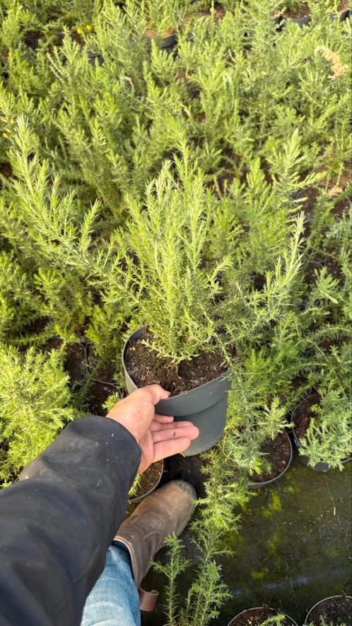 Gaspeldoorn Ulex europaeus in potgekweekt, Tuin en Terras, Planten | Tuinplanten, Ophalen of Verzenden
