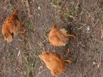 new hampshire kippen, Dieren en Toebehoren, Pluimvee