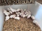 Voedermuisjes, Dieren en Toebehoren, Slang, Tam, 0 tot 2 jaar