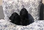 Engelse cocker pups, Dieren en Toebehoren, Honden | Retrievers, Spaniëls en Waterhonden, 15 weken tot 1 jaar, Buitenland, CDV (hondenziekte)