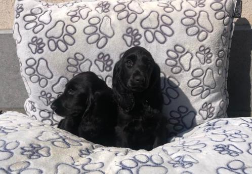 Engelse cocker pups, Dieren en Toebehoren, Honden | Retrievers, Spaniëls en Waterhonden, Meerdere dieren, Spaniël, Fokker | Professioneel