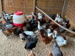 Zwarte en bruine leghennen, Dieren en Toebehoren, Pluimvee