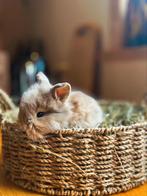 Baby konijntjes, Dieren en Toebehoren, Dwerg