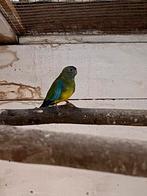 Splendid pop, Dieren en Toebehoren, Vogels | Parkieten en Papegaaien, Parkiet, Geringd