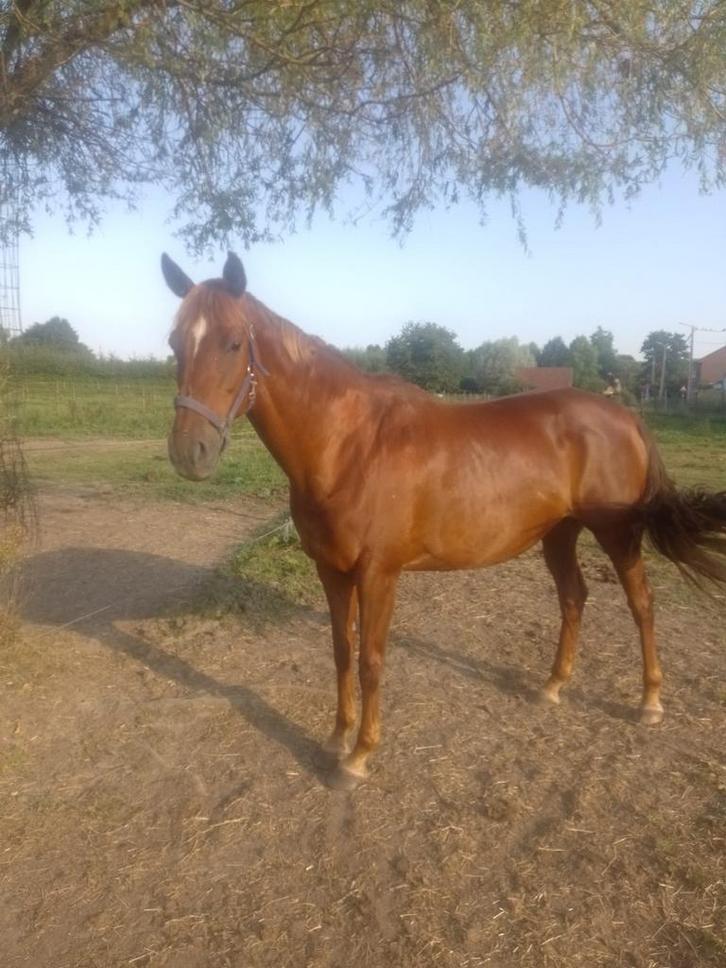 Gezocht deze merrie Gylana, Dieren en Toebehoren, Paarden en Pony's | Overige Paardenspullen, Gebruikt, Dressuur, Ophalen