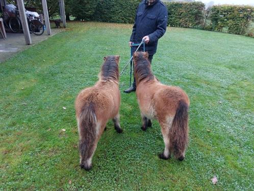 Prachtig spannetje mini paardjes, Animaux & Accessoires, Poneys, Étalon, Poney A (jusqu'à 1.17 m), 0 à 2 ans, Avec puce électronique