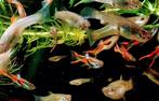 Endler guppy's, Dieren en Toebehoren, Vissen | Aquariumvissen