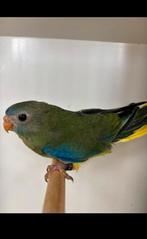 Poppen turqouisine parkiet, Dieren en Toebehoren, Parkiet, Geringd