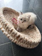 Ragdoll kitten x Neva, Poes, Ontwormd, 0 tot 2 jaar