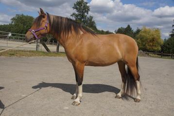 Brave, lieve, voorwaartse D pony merrie beschikbaar voor biedingen