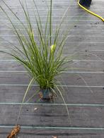 Pennisetum hameln, Tuin en Terras, Ophalen, Siergrassen