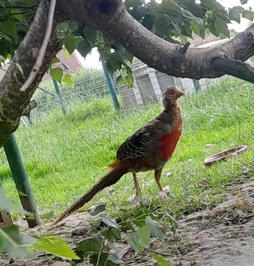 Jonge goudfazant (haan) 2024, wildkleur, Dieren en Toebehoren, Pluimvee, Overige soorten, Mannelijk
