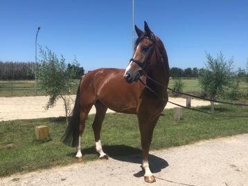 Springpaard gezocht!, Cheval de saut