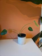 Monstera stekje, Huis en Inrichting, Kamerplanten, Ophalen