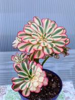 Aeonium Chanel variegated, Ophalen of Verzenden