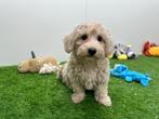 Maltipoo pups