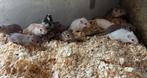 Jonge Gerbils, Dieren en Toebehoren, Knaagdieren, Meerdere dieren, Overige typen