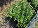 lonicera bodembedekkers aan 0,50 euro/stuk, Tuin en Terras, Ophalen, Bodembedekkers, Vaste plant, Bloeit niet
