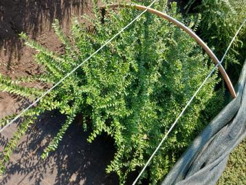 lonicera bodembedekkers aan 0,50 euro/stuk beschikbaar voor biedingen