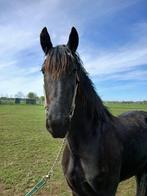 Drachtige fries en 2 luxe friese veulens, Dieren en Toebehoren, Paarden, Dressuurpaard, 0 tot 2 jaar, Onbeleerd, Meerdere dieren