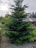 Kerstboom Nordmann, Tuin en Terras, Planten | Bomen, Ophalen, 250 tot 400 cm