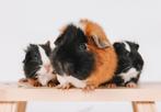 3 cavia beertjes, Cavia