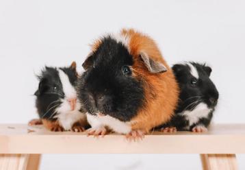 3 cavia beertjes, Cobaye