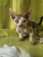 Mooie en lieve kittens, Dieren en Toebehoren, Katten en Kittens | Raskatten | Korthaar, Kater, Gechipt, 0 tot 2 jaar